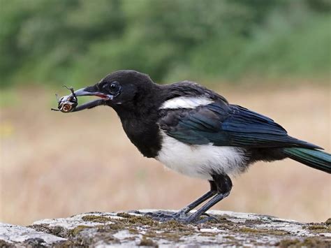 magpies joy of eating
